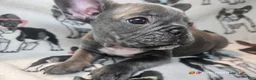 French Bulldog dogs for sale: Keyshia Cole Female Blue Reverse Brindle  - Ad 3