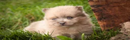 Pomeranian dogs for sale: Berlioz Pomeranian  - Ad 6