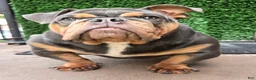 English Bulldog dogs for sale: English Bulldog 1 - Ad 3