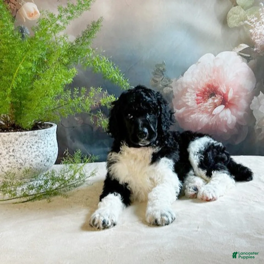 Standard Poodle dogs for sale: Trey - Ad 2