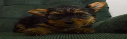 Yorkshire Terrier dogs for sale: Farrah - Ad 3