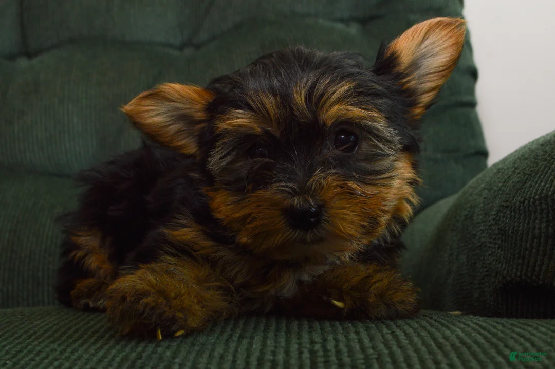 Yorkshire Terrier dogs for sale: Farrah - Ad 3