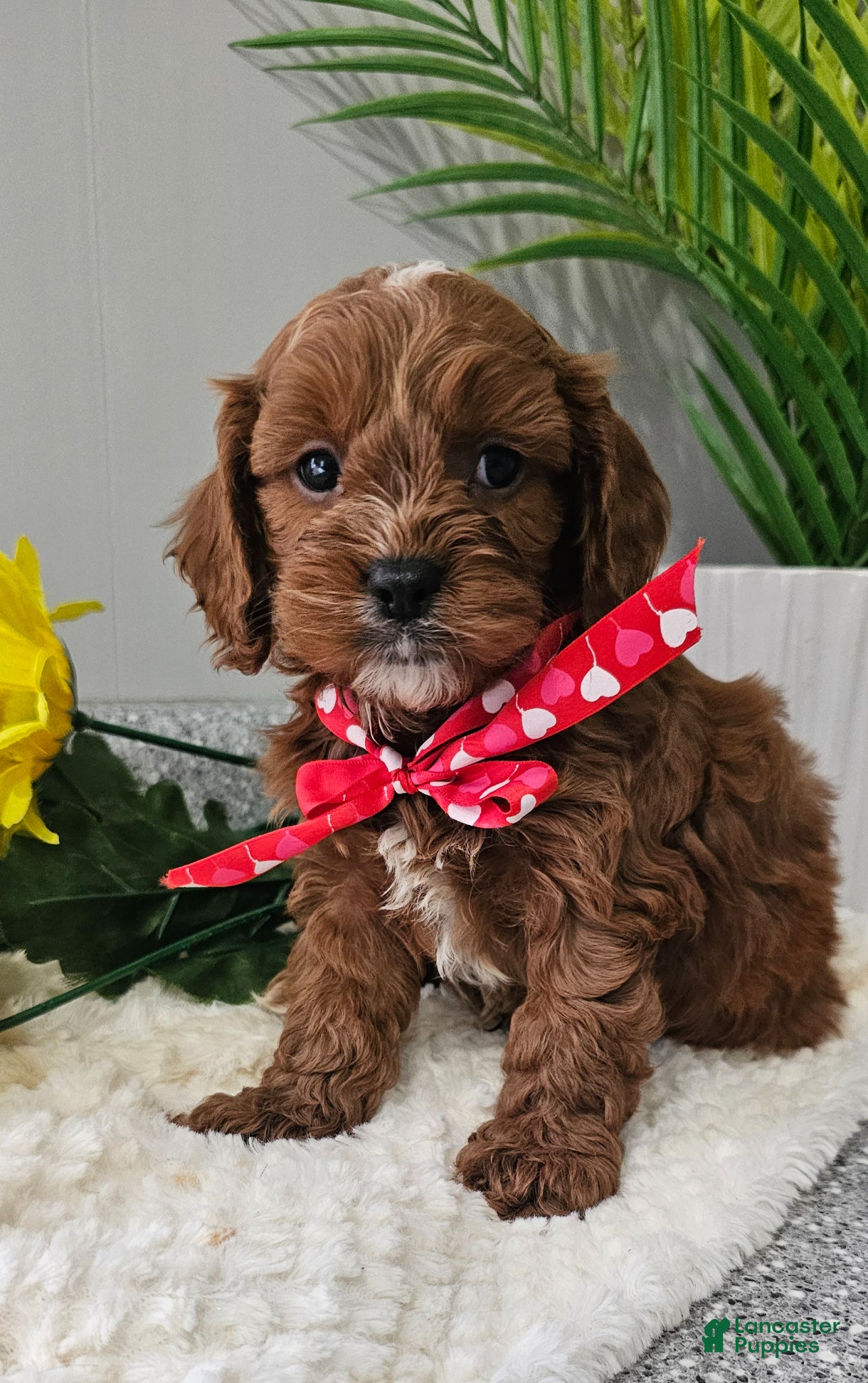 Cavapoo dogs Maxwell  - Ad 2