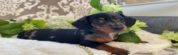 Miniature Dachshund dogs for sale: Ezra - Ad 14