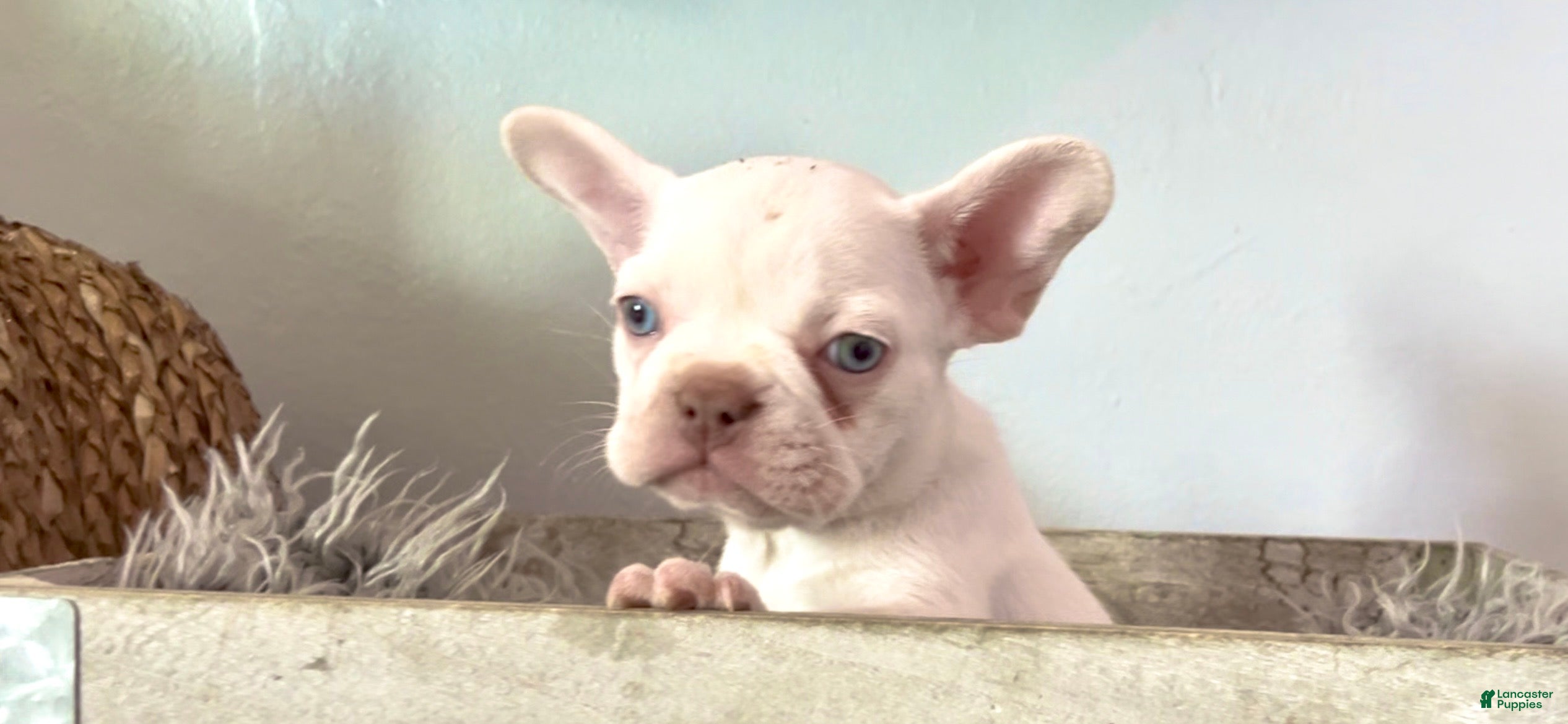 French Bulldog dogs Icy - Ad 18