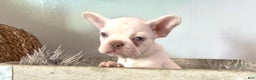French Bulldog dogs for sale: Icy - Ad 1