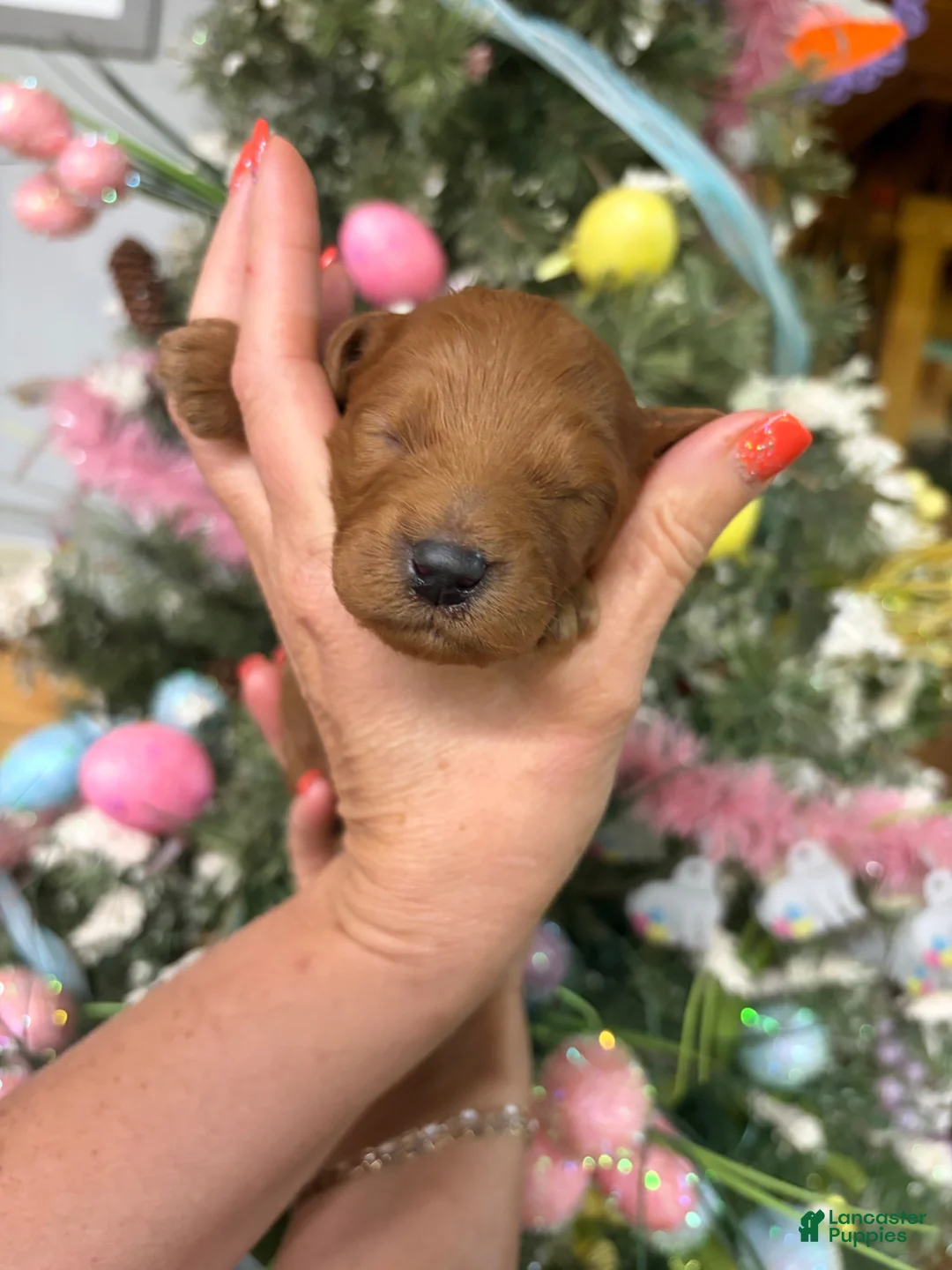 Mini Goldendoodle dogs for sale: Mini Goldendoodle Puppy 1 - Ad 1