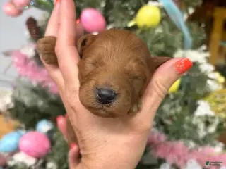 Mini Goldendoodle dogs Mini Goldendoodle Puppy 1 - Ad 40