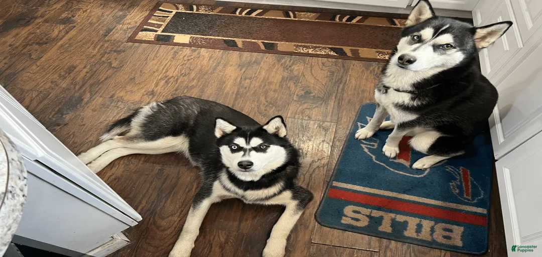 Gallery Image {{count}}