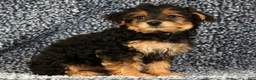 Yorkiepoo dogs for sale: Zelda - Ad 5