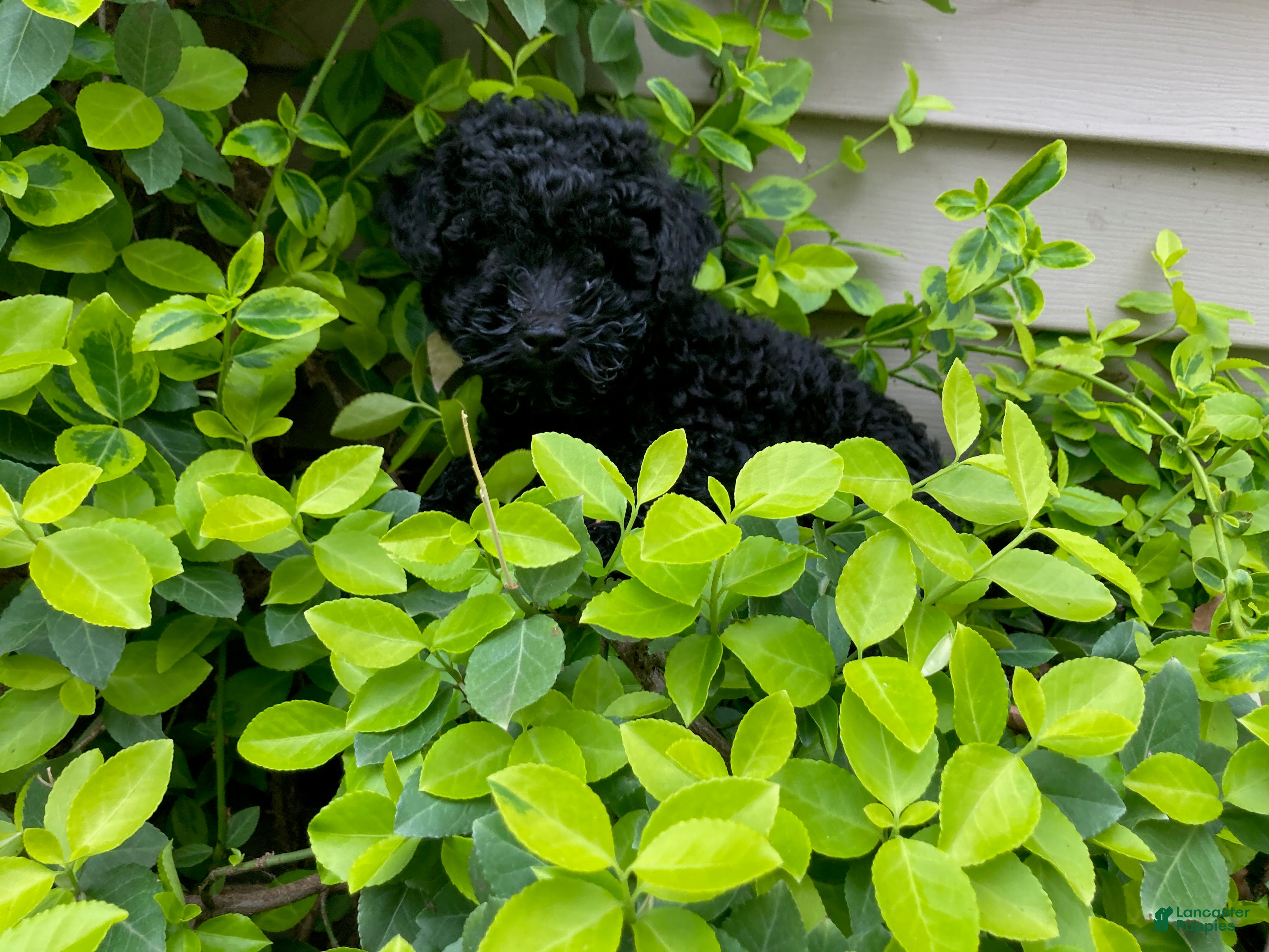 Miniature Poodle dogs Shanea - Ad 2