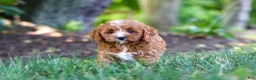 Cavapoo dogs for sale: Sky - Ad 21