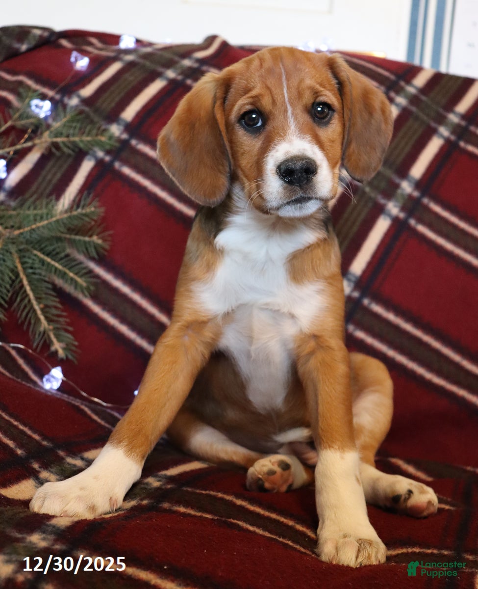 Beaglier dogs Morgan - Ad 1