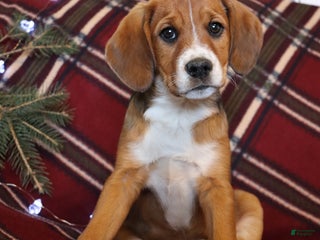 Beaglier dogs Morgan - Ad 1