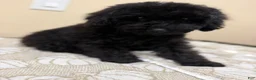 Toy Poodle dogs for sale: Toy Poodle 1 - Ad 4