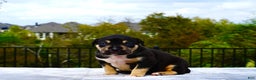 American Bully dogs for sale: American Bully XL Black Tri Female - Ad 3