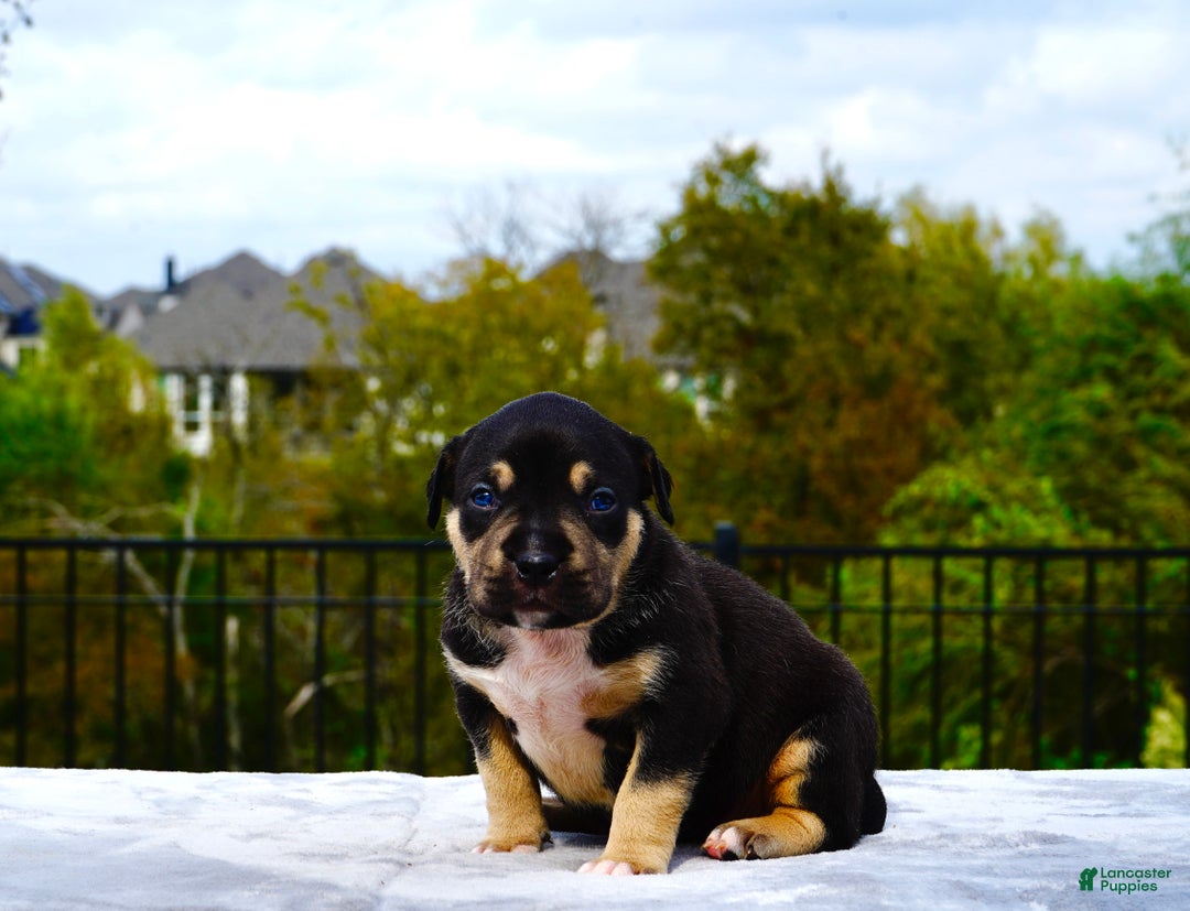 American Bully dogs for sale: American Bully XL Black Tri Female - Ad 3