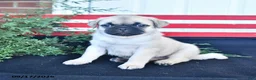 Mixed Breed dogs for sale: Snuggles   - Ad 3