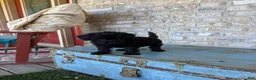 Miniature Labradoodle dogs for sale: Bandit  - Ad 5