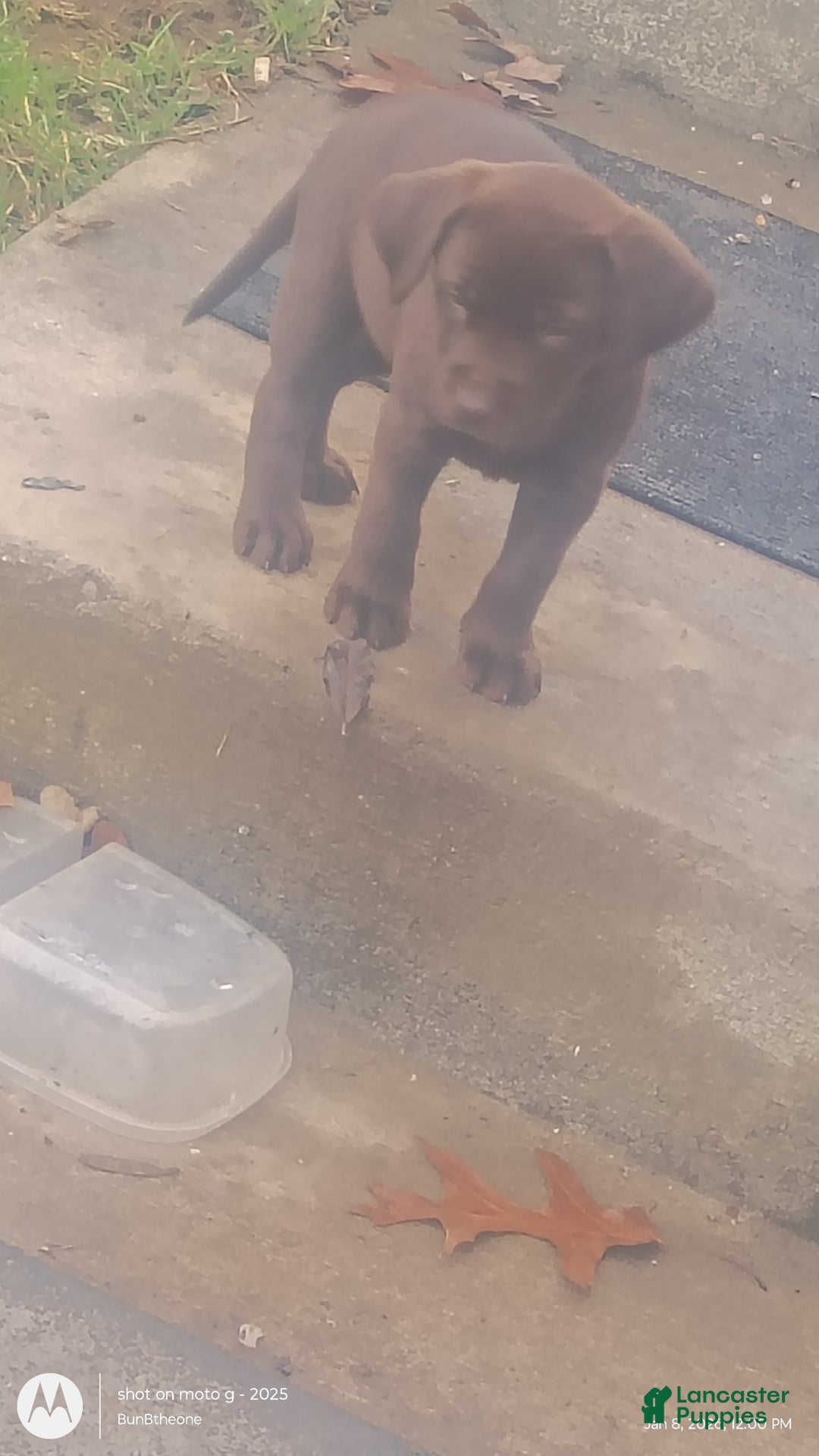 Labrador Retriever dogs for sale: Labrador Retriever Puppy 3 - Ad 10