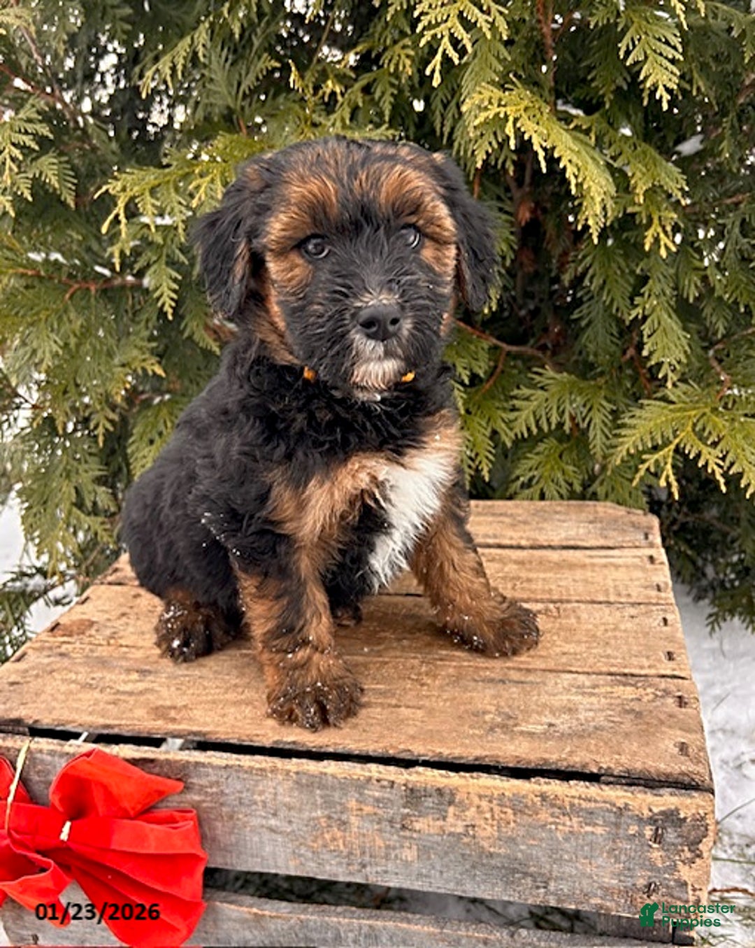 Whoodle dogs for sale: Willow - Ad 2