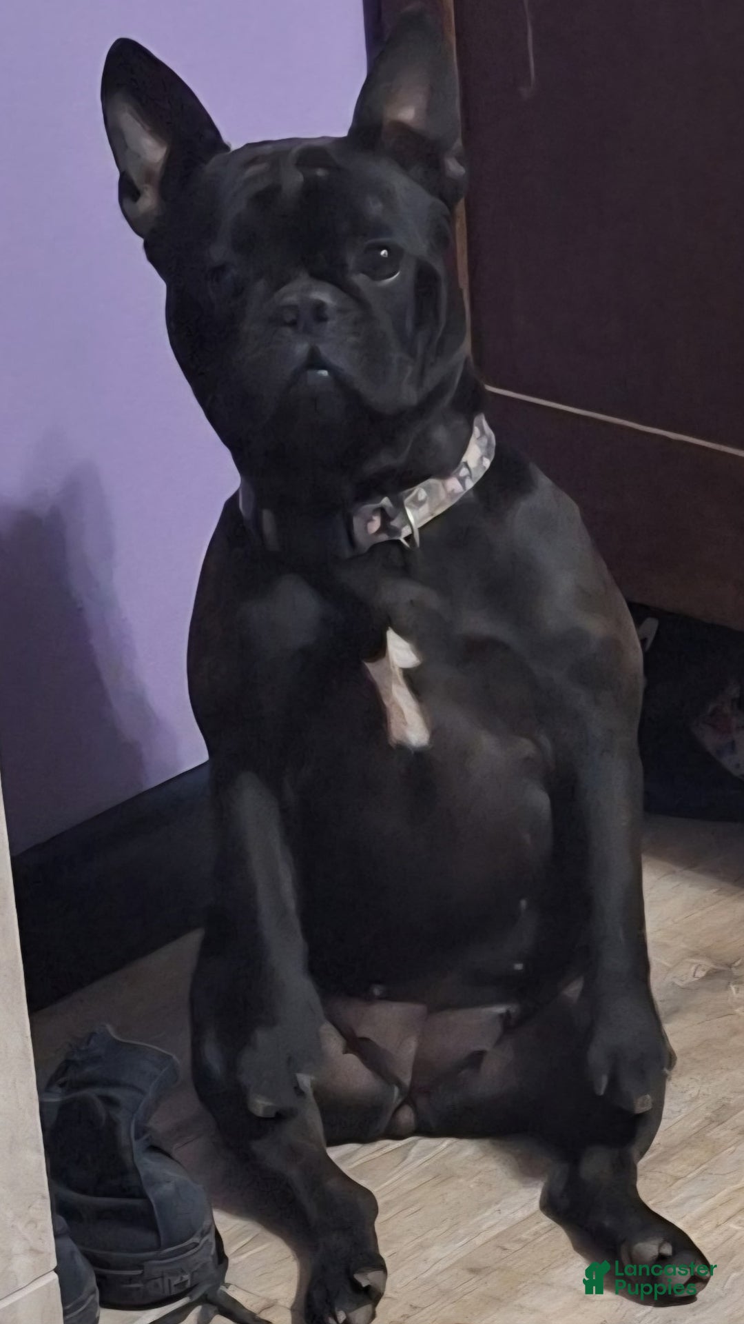 French Bulldog dogs for sale: French Bulldog Puppy 2 - Ad 10