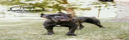 Cane Corso dogs for sale: Ruby - Ad 6