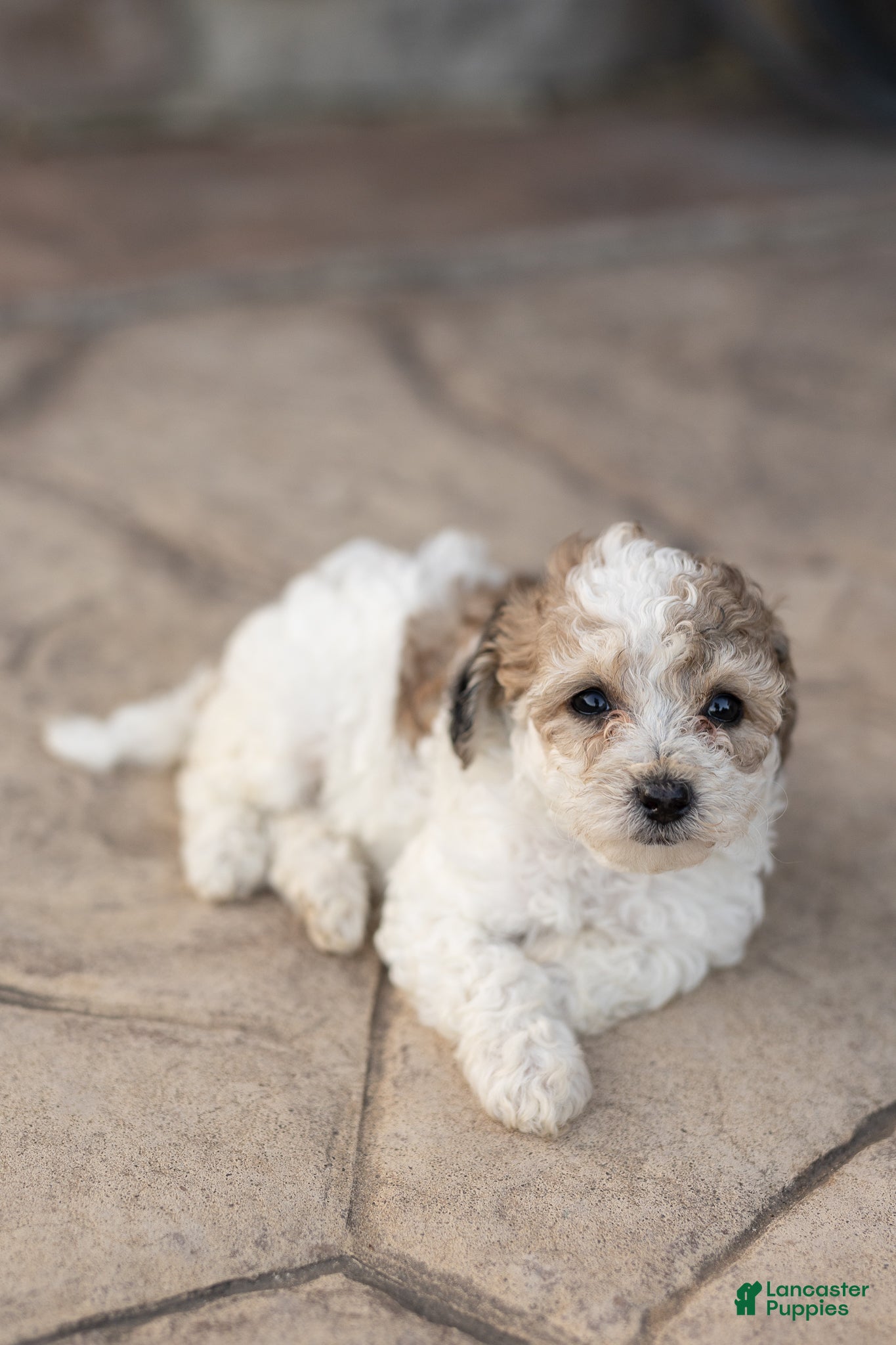 Bichpoo dogs for sale: Taffy - Ad 2