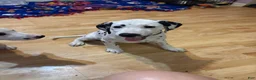 Dalmatian dogs for sale: Dalmatian 1 - Ad 4