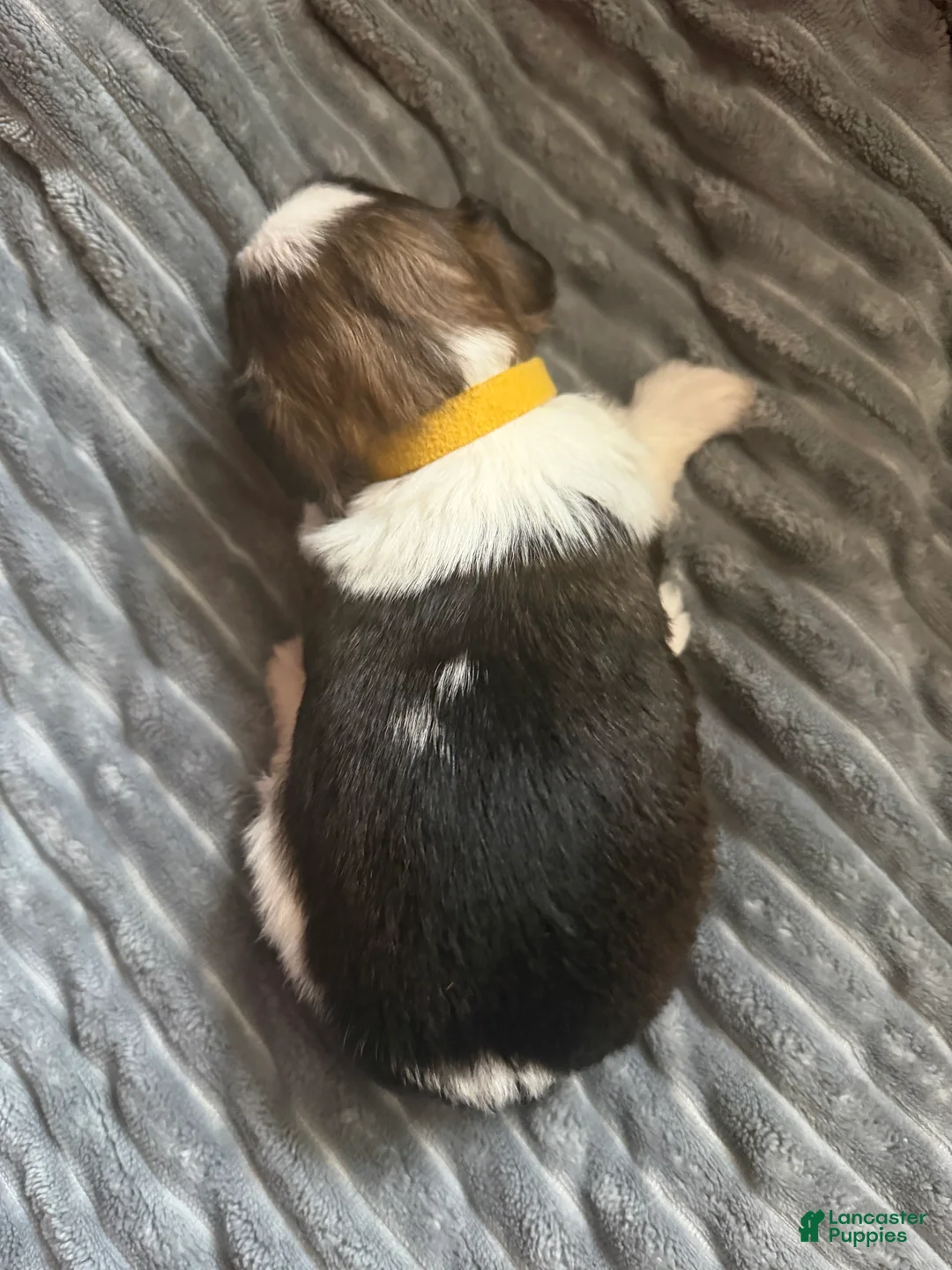 Shorkie dogs for sale: Shorkie Puppy 1 - Ad 2