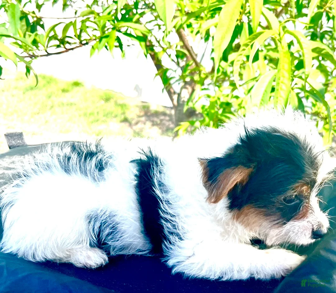 Yorkshire Terrier dogs for sale: Yorkshire Terrier Puppy 1 - Ad 7