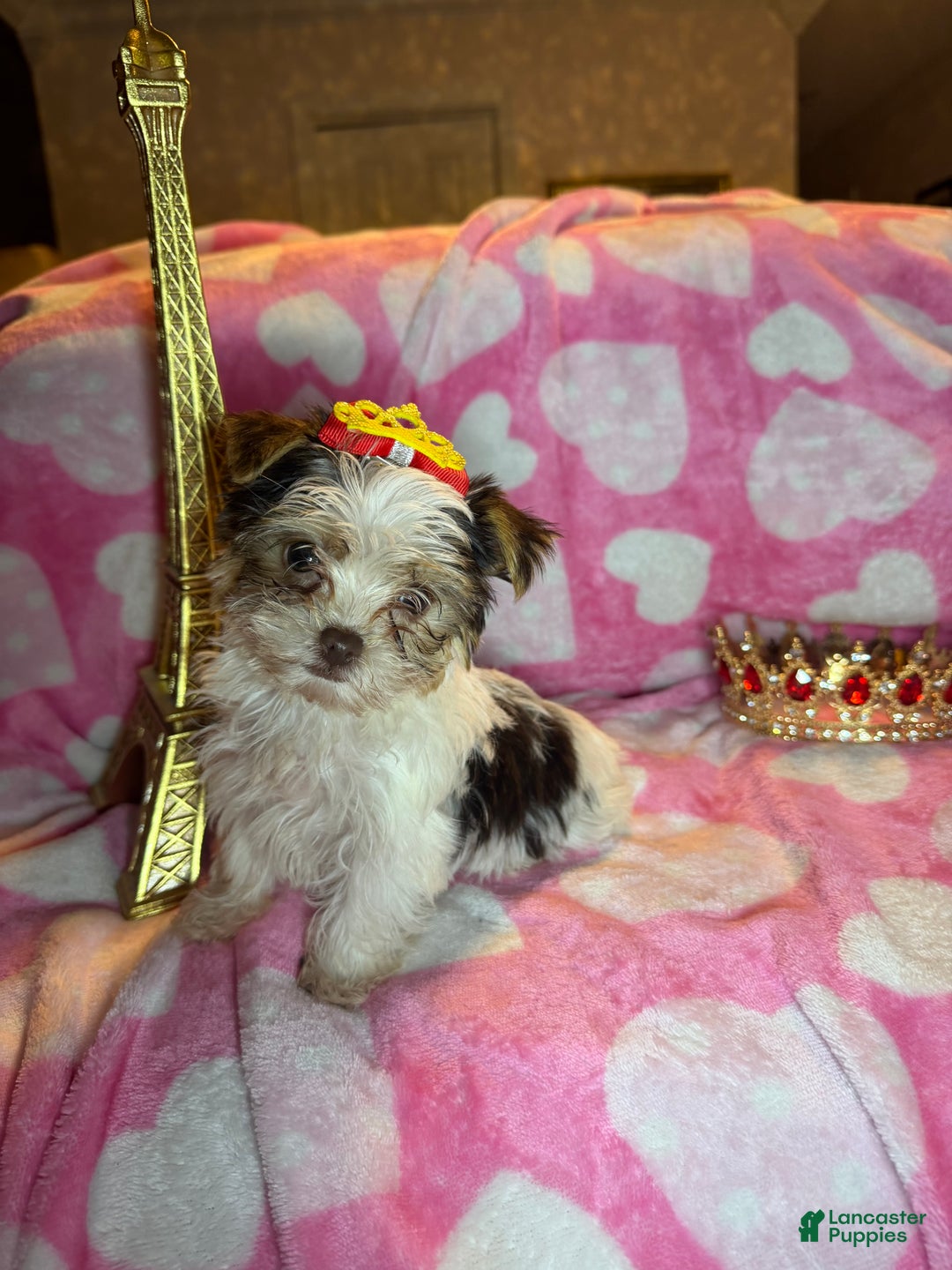 Yorkshire Terrier dogs for sale: Yorkshire Terrier Puppy 1 - Ad 4