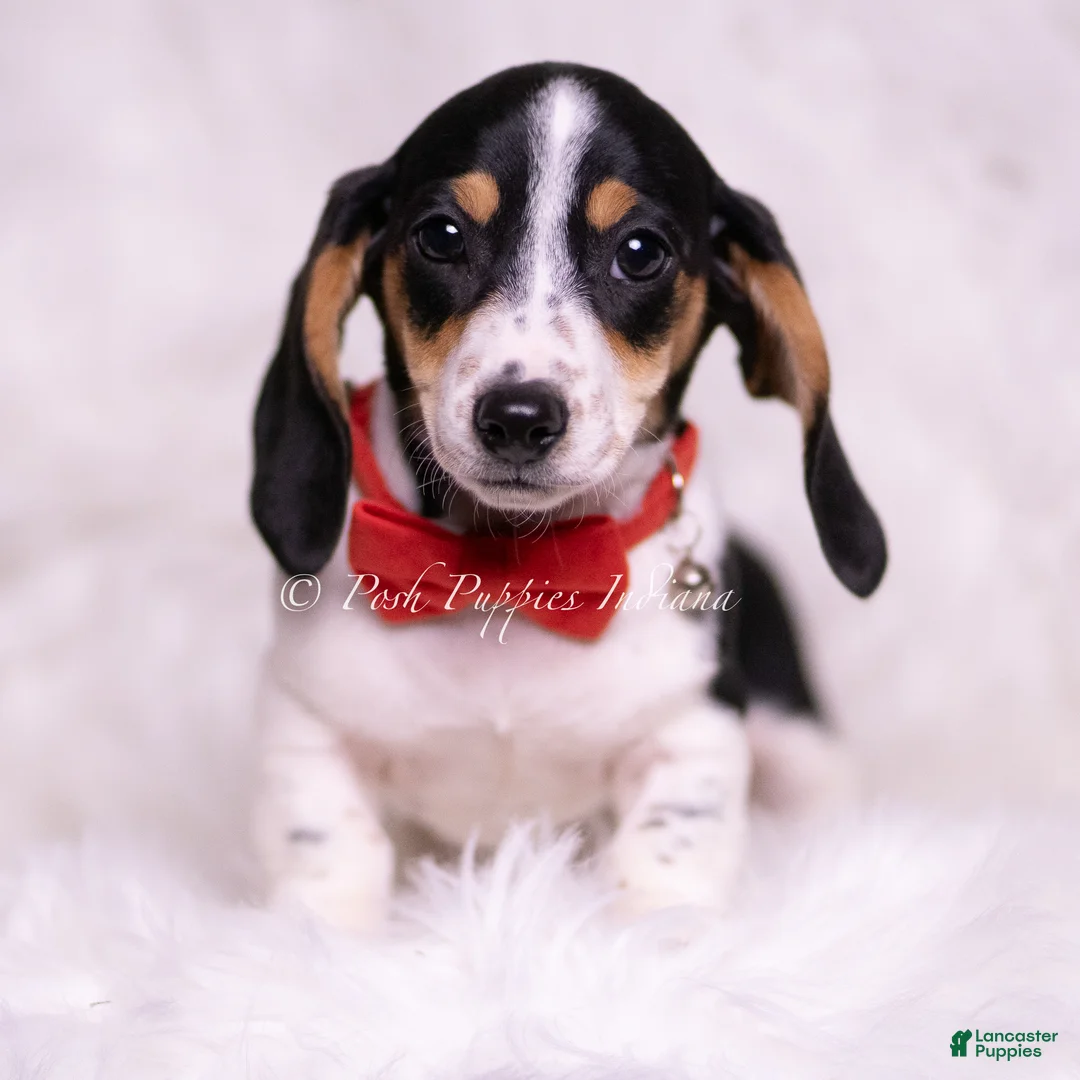 Miniature Dachshund dogs for sale: Alfie - Ad 8