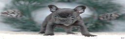 French Bulldog dogs for sale: Cora - Ad 5