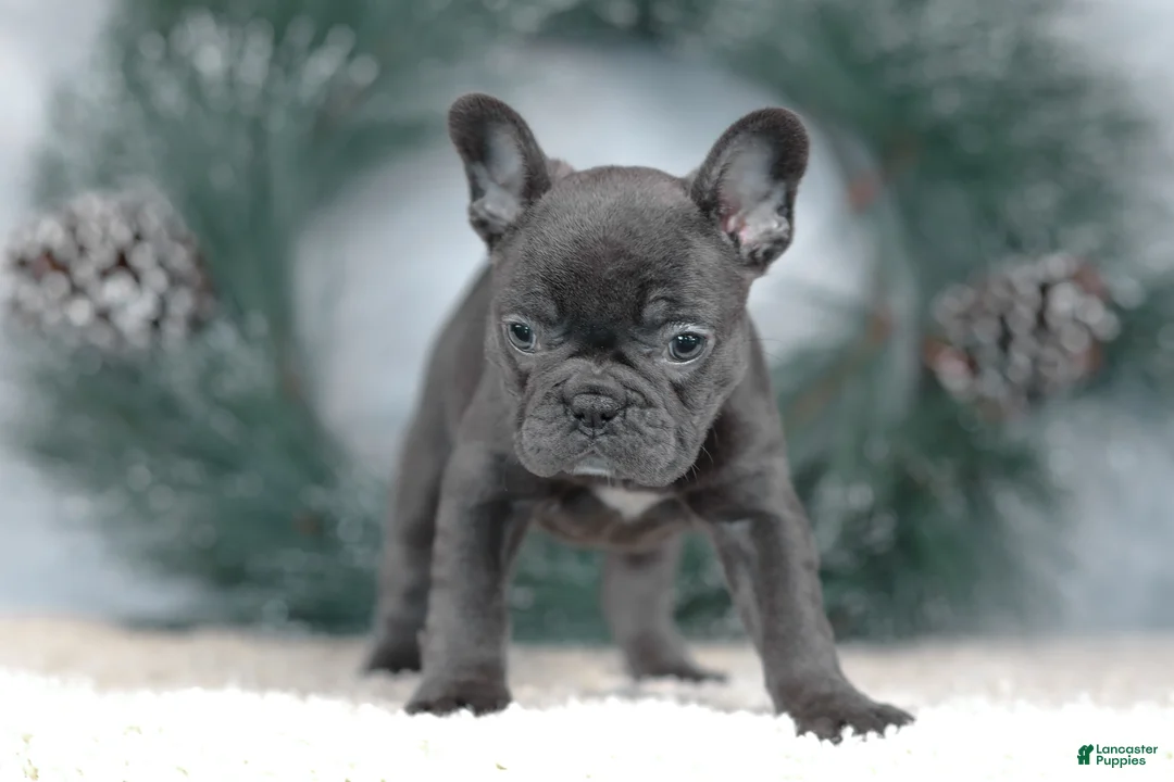 French Bulldog dogs for sale: Cora - Ad 5
