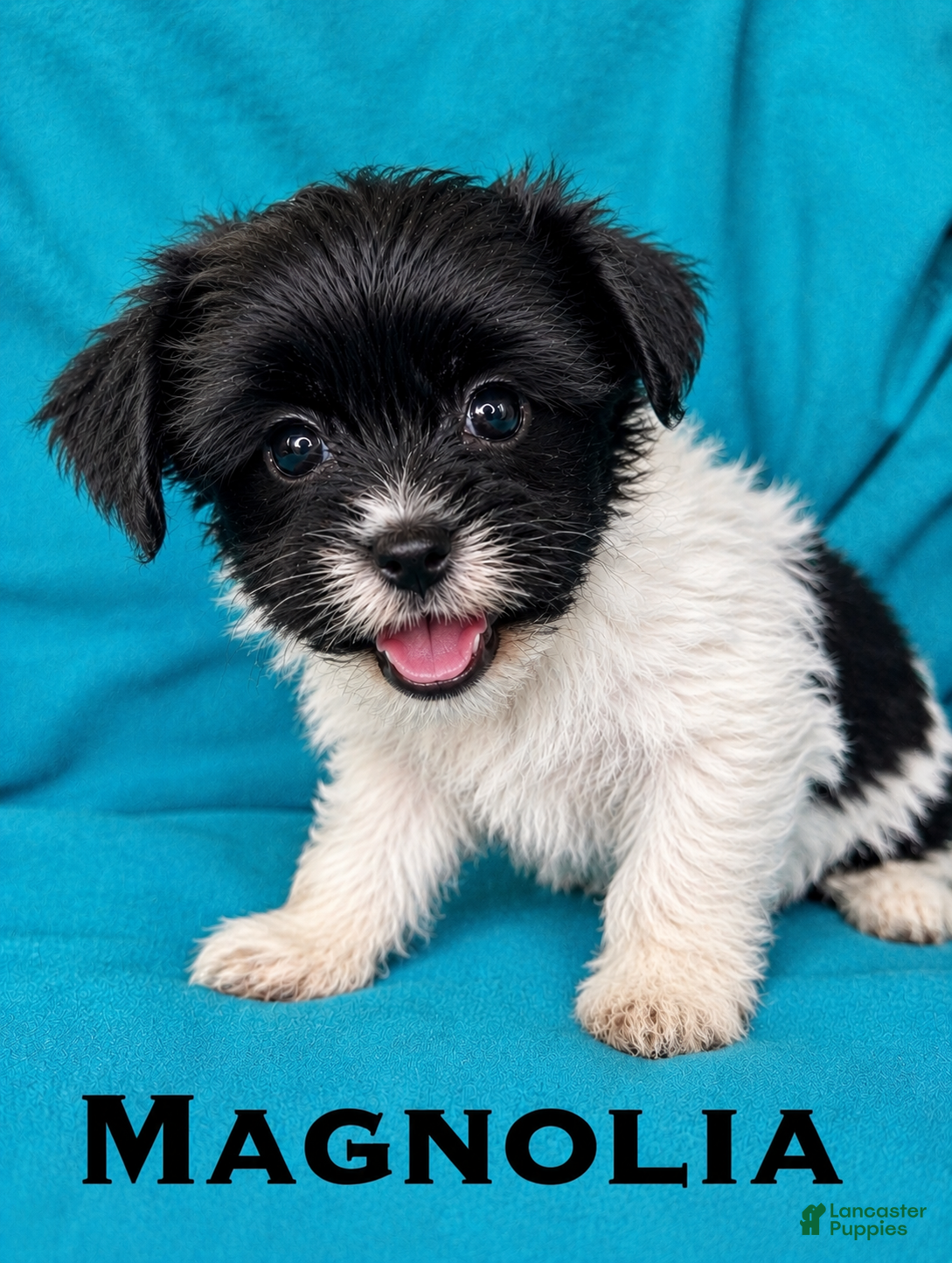 Biewer Terrier dogs Magnolia - Ad 1