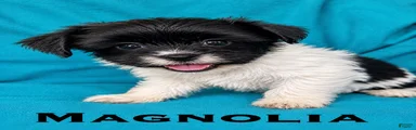 Magnolia