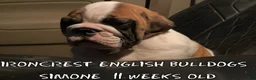 English Bulldog dogs for sale: English Bulldog Puppy 2 - Ad 31