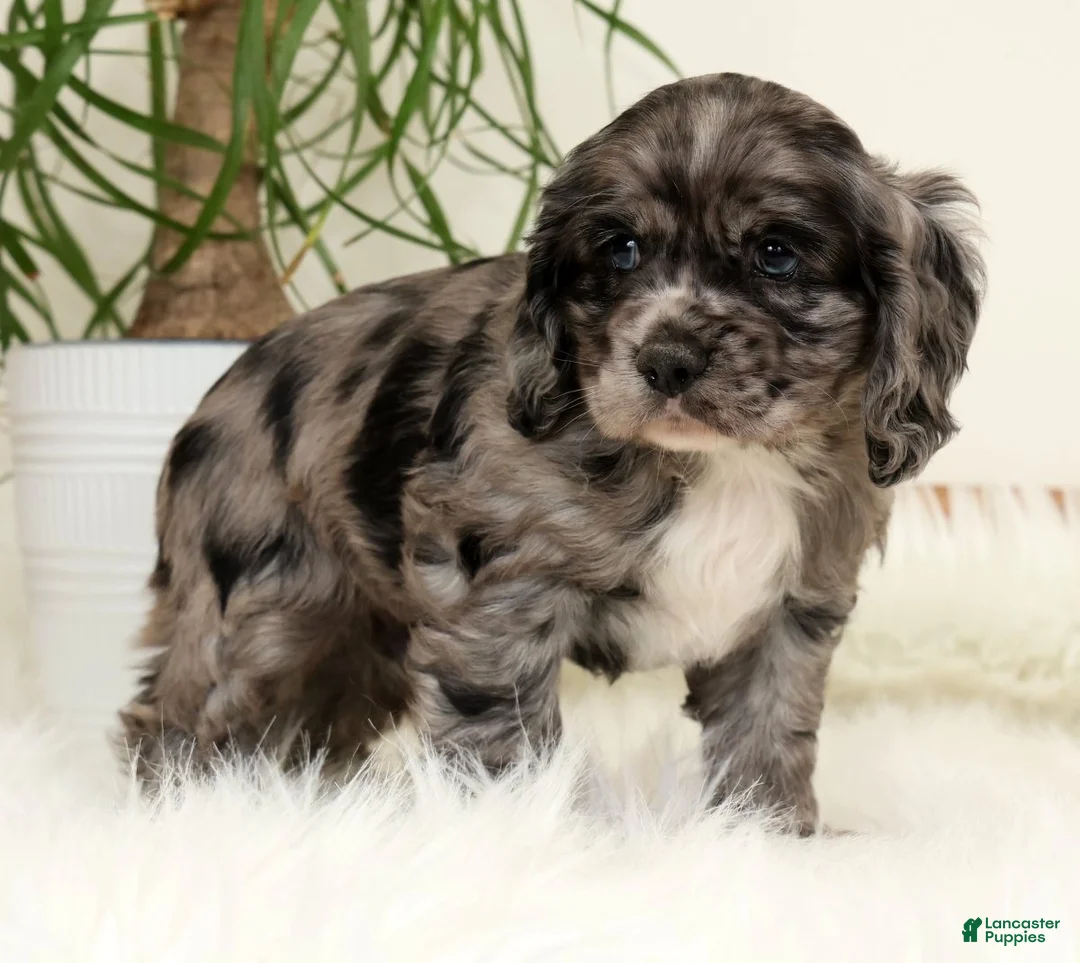 Cocker Spaniel dogs for sale: Stormy - Ad 1