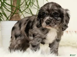 Cocker Spaniel dogs for sale: Stormy - Ad 2