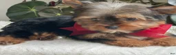 Yorkshire Terrier dogs for sale: Fido - Ad 14