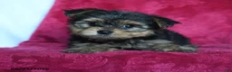 Yorkshire Terrier dogs for sale: Amelia - Ad 4