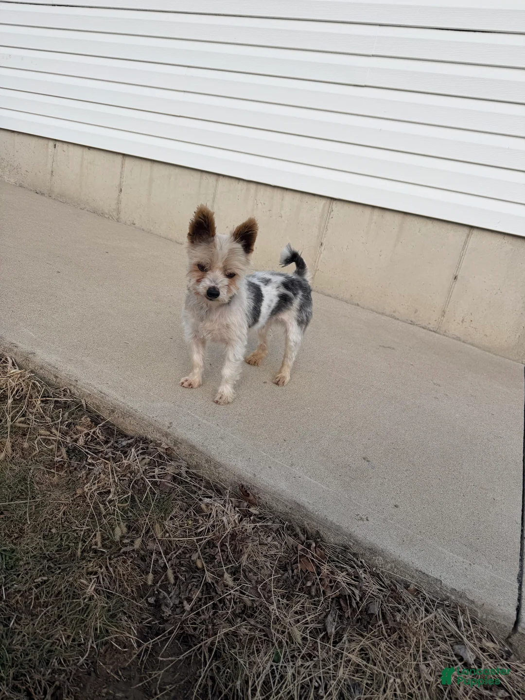 Yorkshire Terrier dogs for sale: Yorkshire Terrier Puppy 1 - Ad 10