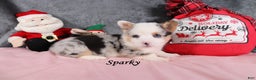 Welsh Corgi Pembroke dogs for sale: Sparky - Ad 3