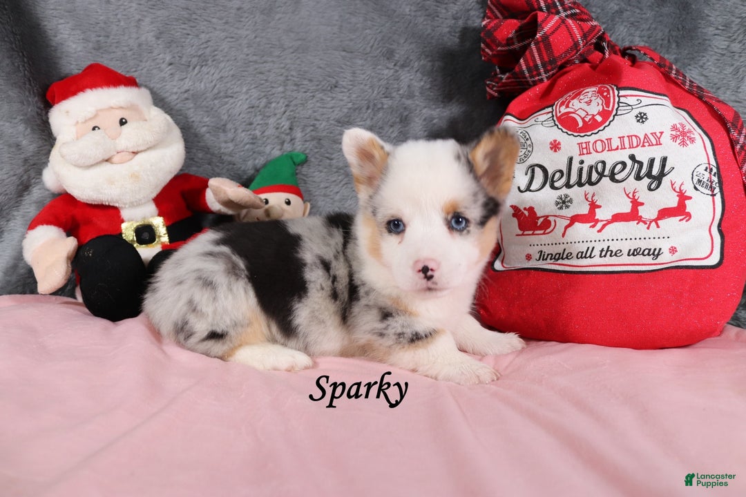 Welsh Corgi Pembroke dogs for sale: Sparky - Ad 3