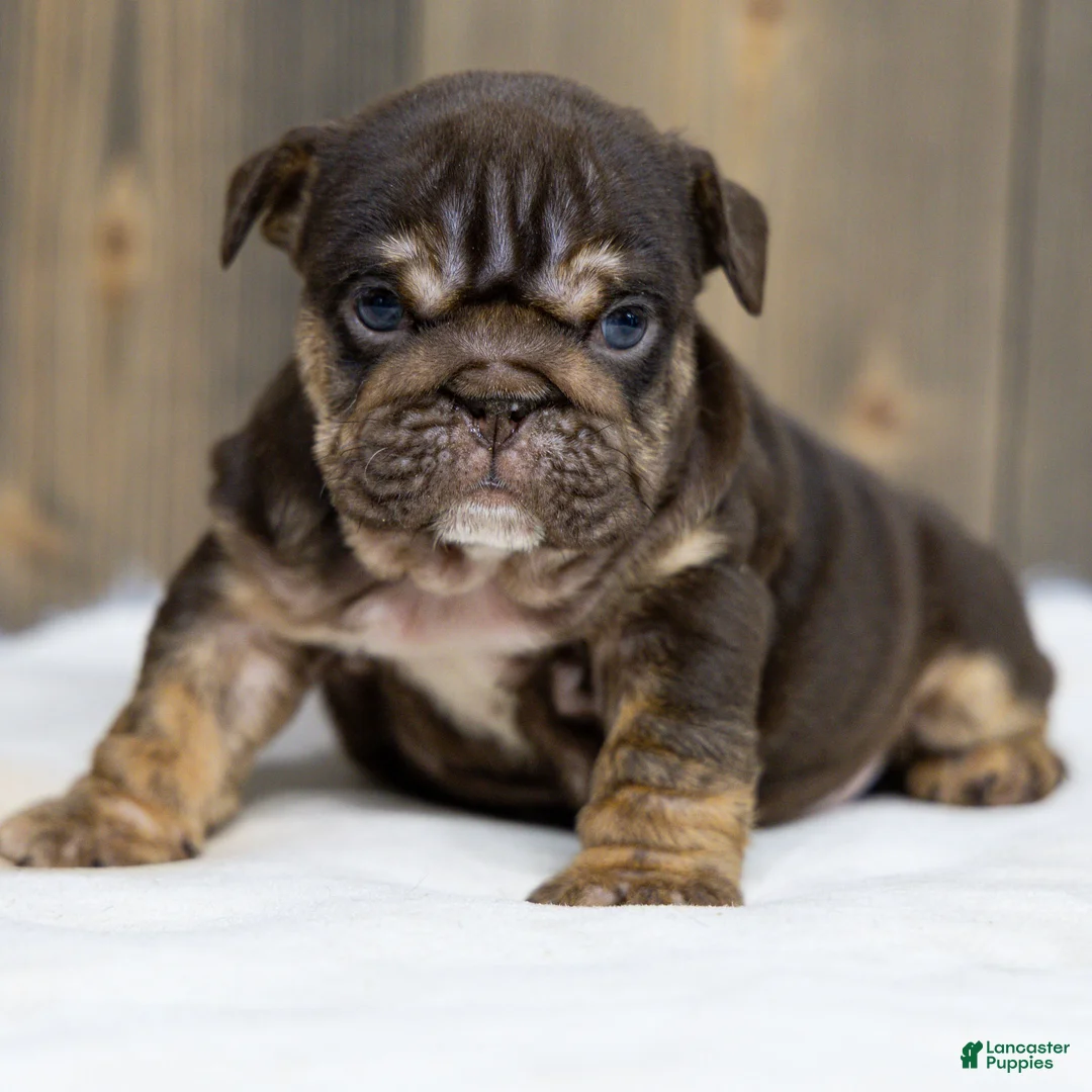 English Bulldog dogs for sale: Chanel Cocoa English Bulldog Puppy  - Ad 1