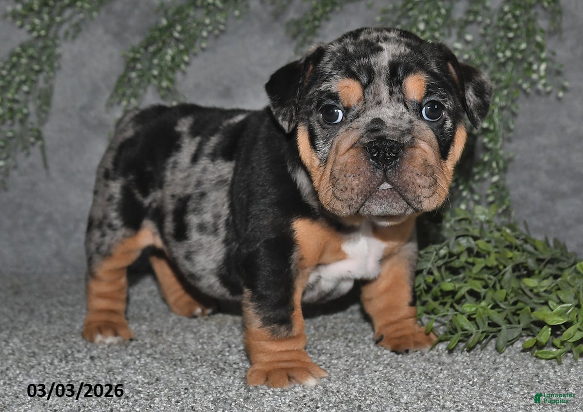 English Bulldog dogs Ashley - Ad 1