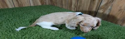 Miniature Dachshund dogs for sale: Sweetie Boy 4 - Ad 4