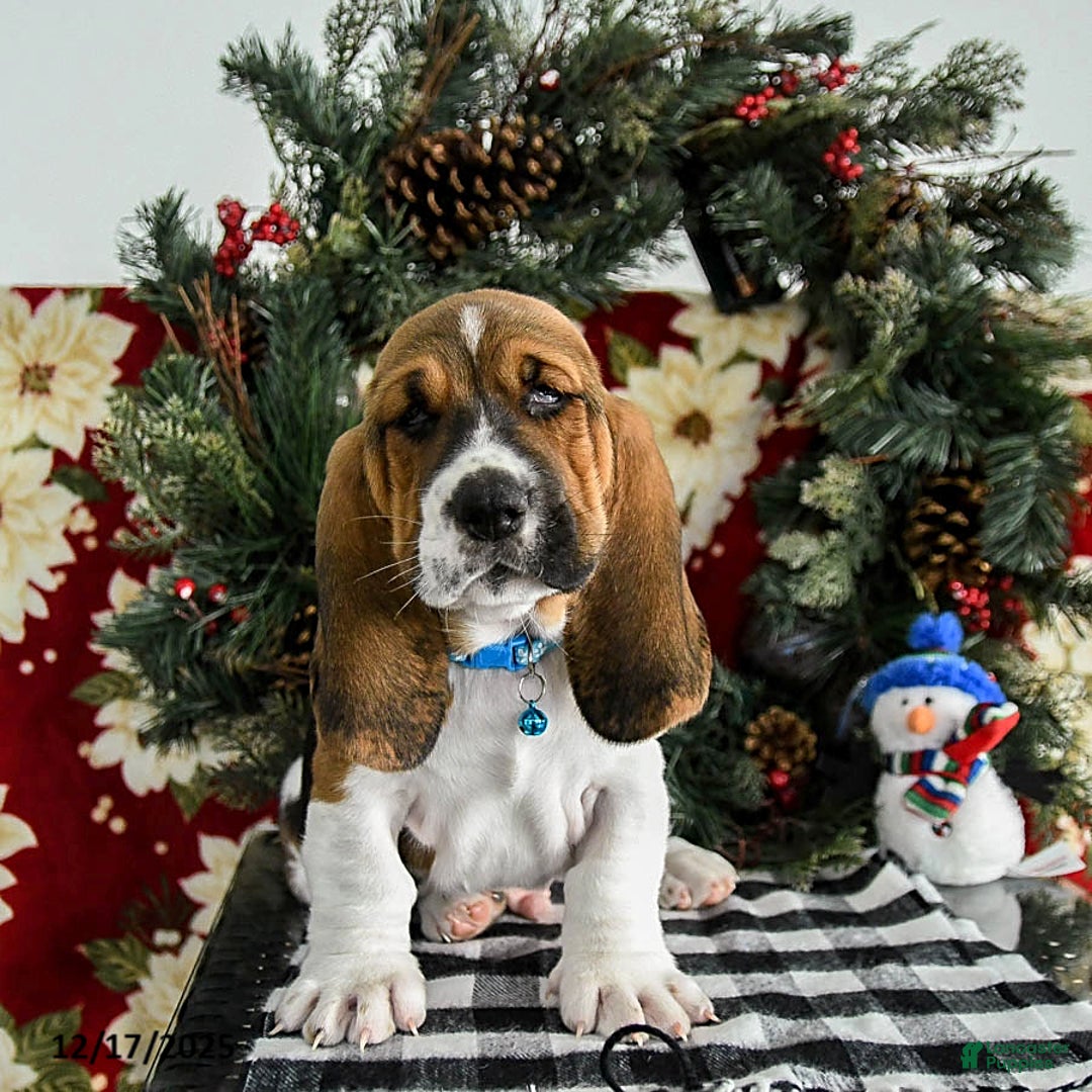 Basset Hound dogs for sale: Flynn - Ad 4