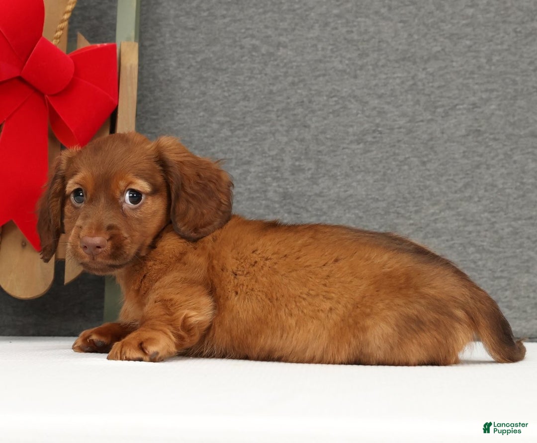 Miniature Dachshund dogs for sale: Gabe - Ad 3
